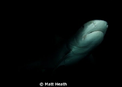 Tiger Shark at Night by Matt Heath 
